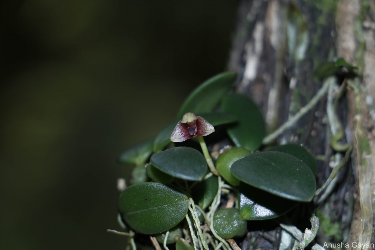 Bulbophyllum crassifolium Thwaites ex Trimen